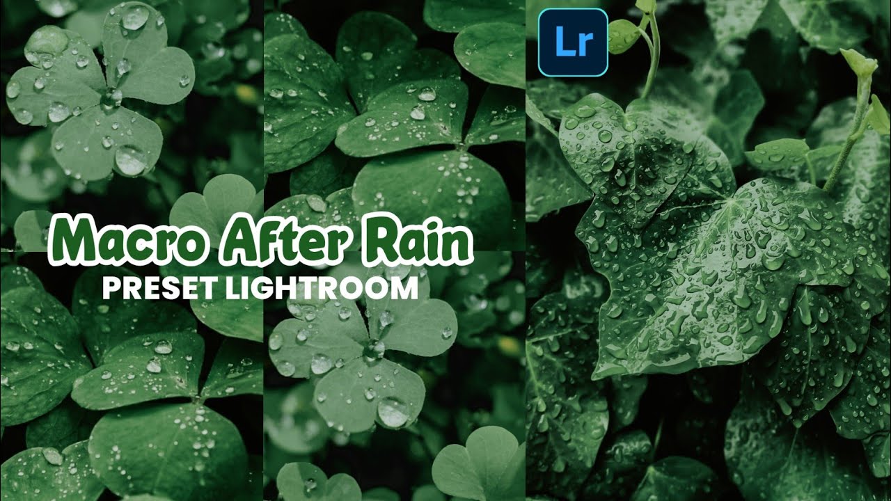 57款植物微距摄影后期调色教程，Lightroom预设合集/手机滤镜下载！ — Lr资源网