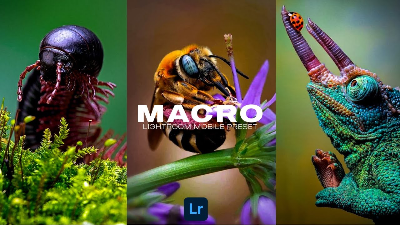 昆虫动物摄影后期Lr调色，手机滤镜Lightroom+PS预设下载！￼ — Lr资源网
